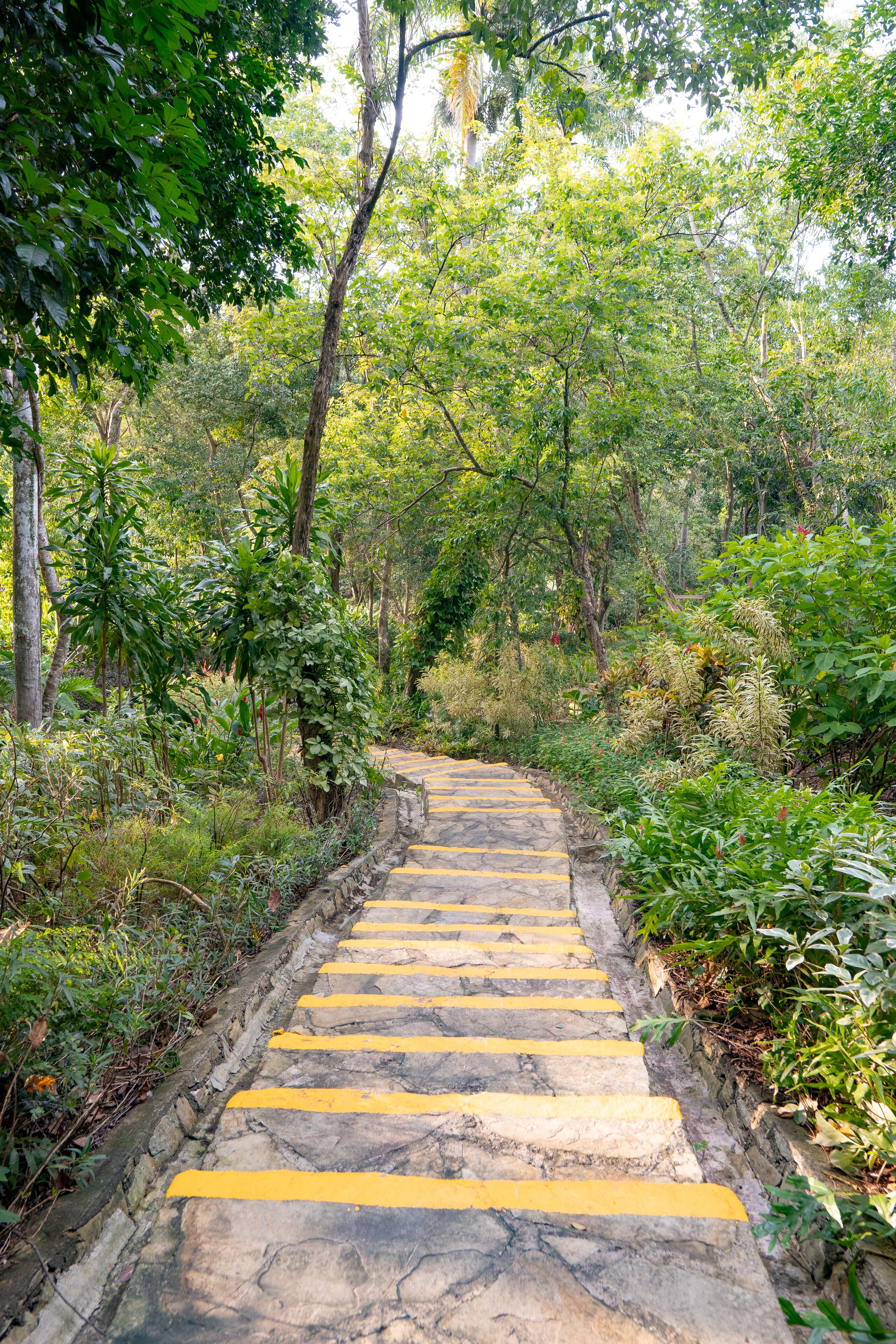 A stone pathway with yellow markings, surrounded by lush greenery and trees.