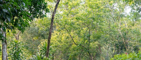 A stone pathway with yellow markings, surrounded by lush greenery and trees.