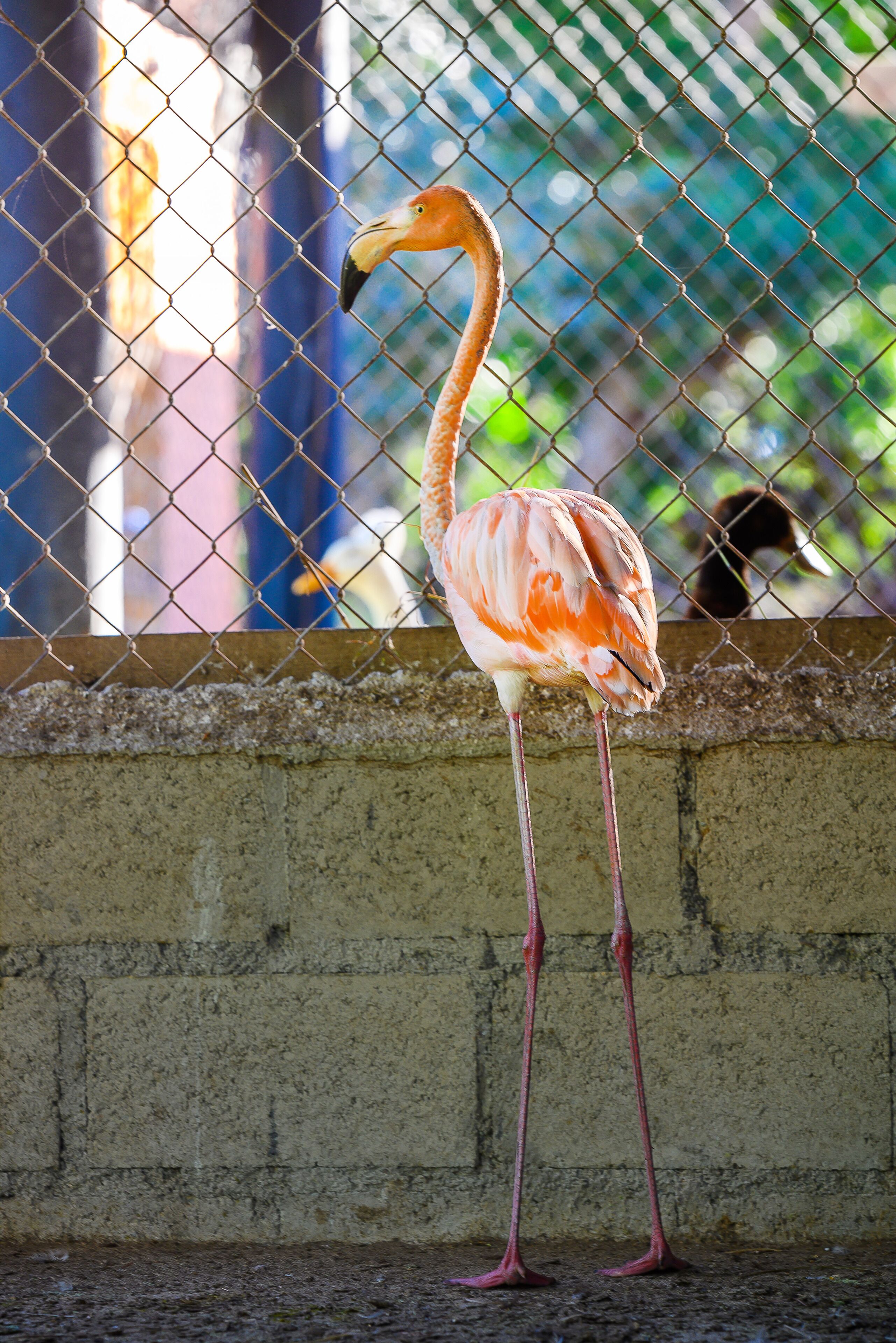 Een flamingo achter een hek van gaas.
