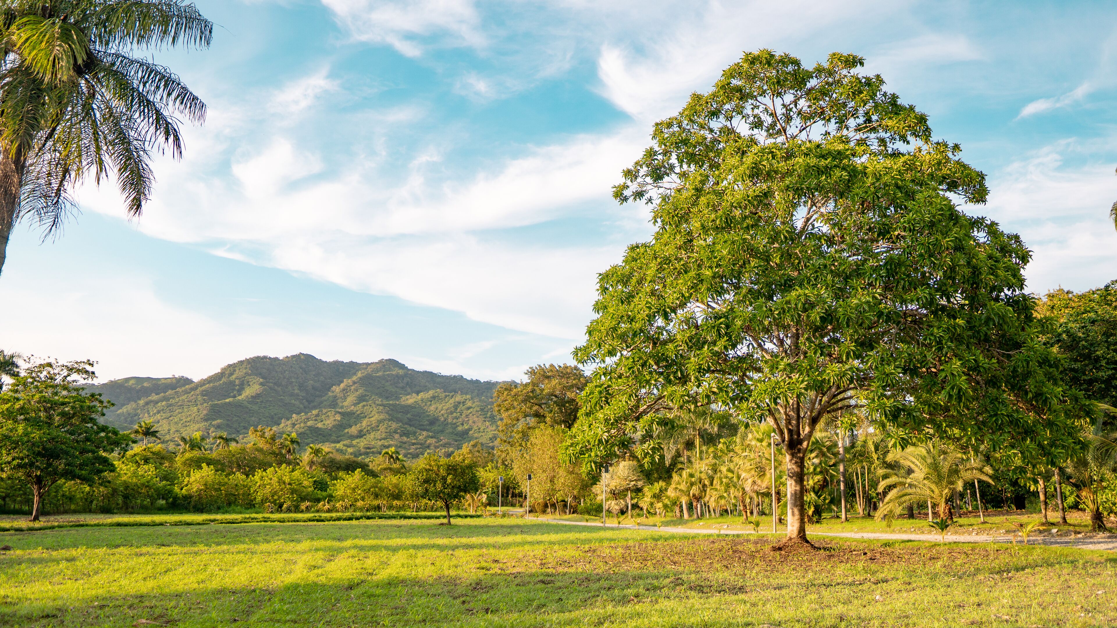 Un parco con un albero secolare, ampie zone verdi e montagne sullo sfondo.