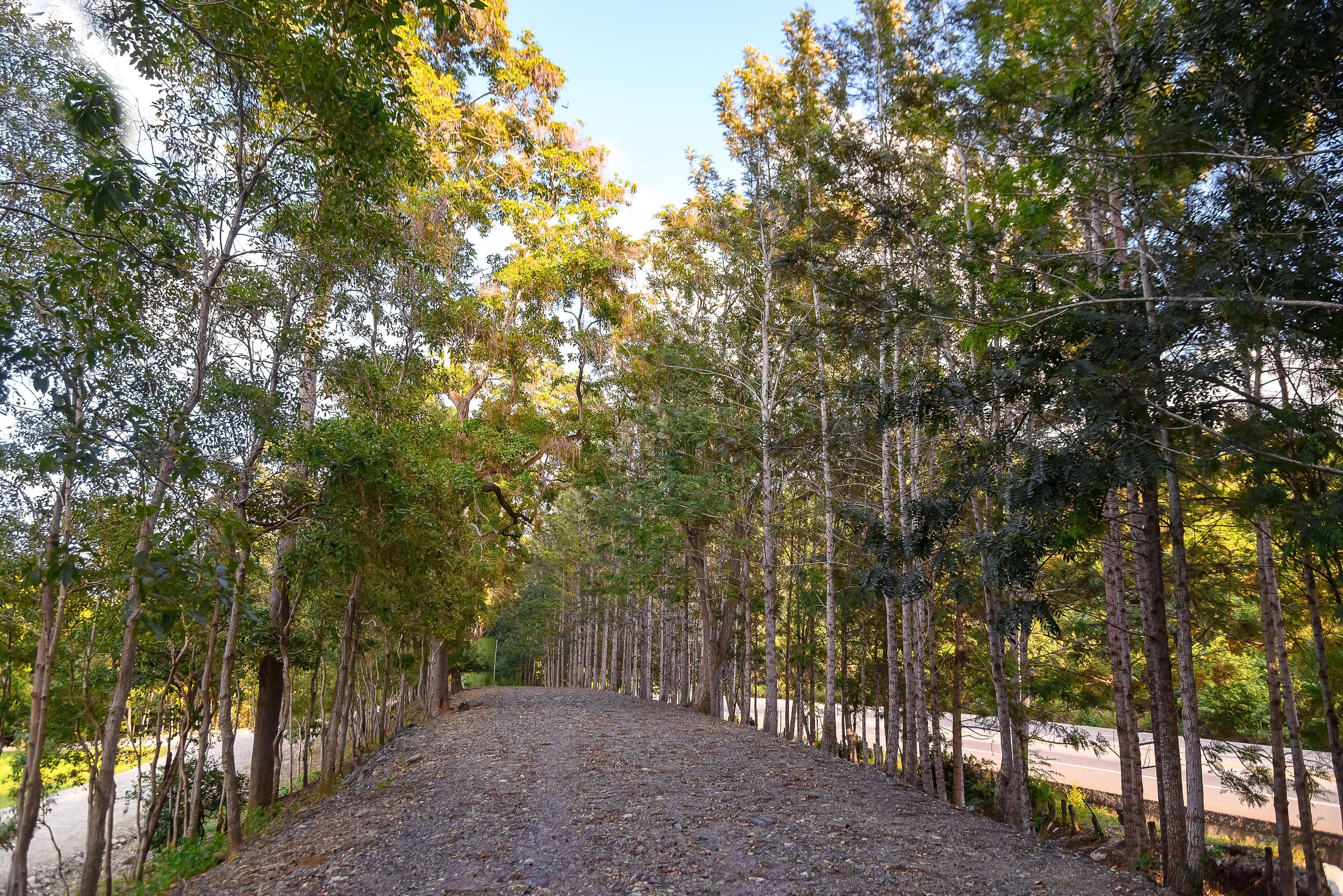 Un sentier bordé de grands arbres qui mène à une route.