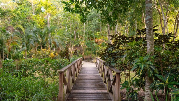 Un puente de madera en un bosque frondoso, con vegetación densa a ambos lados.