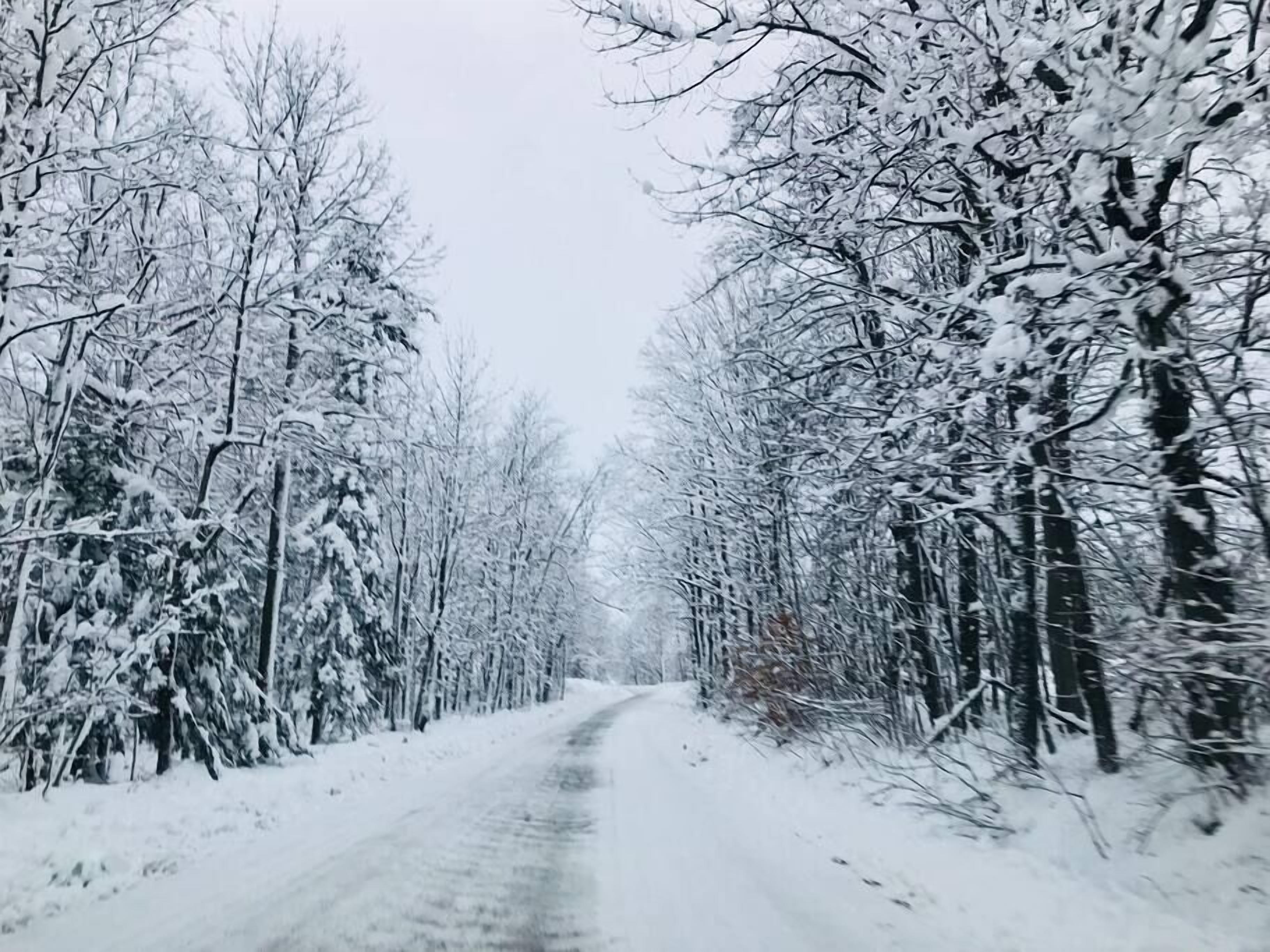 Una carretera cubierta de nieve bordeada por árboles sin hojas.