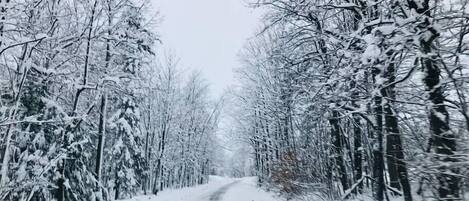 Una carretera cubierta de nieve bordeada por árboles sin hojas.