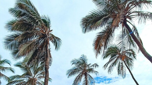 Una playa con palmeras y cielo despejado.