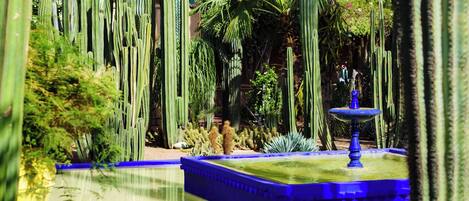 A garden with tall cacti and a blue fountain.