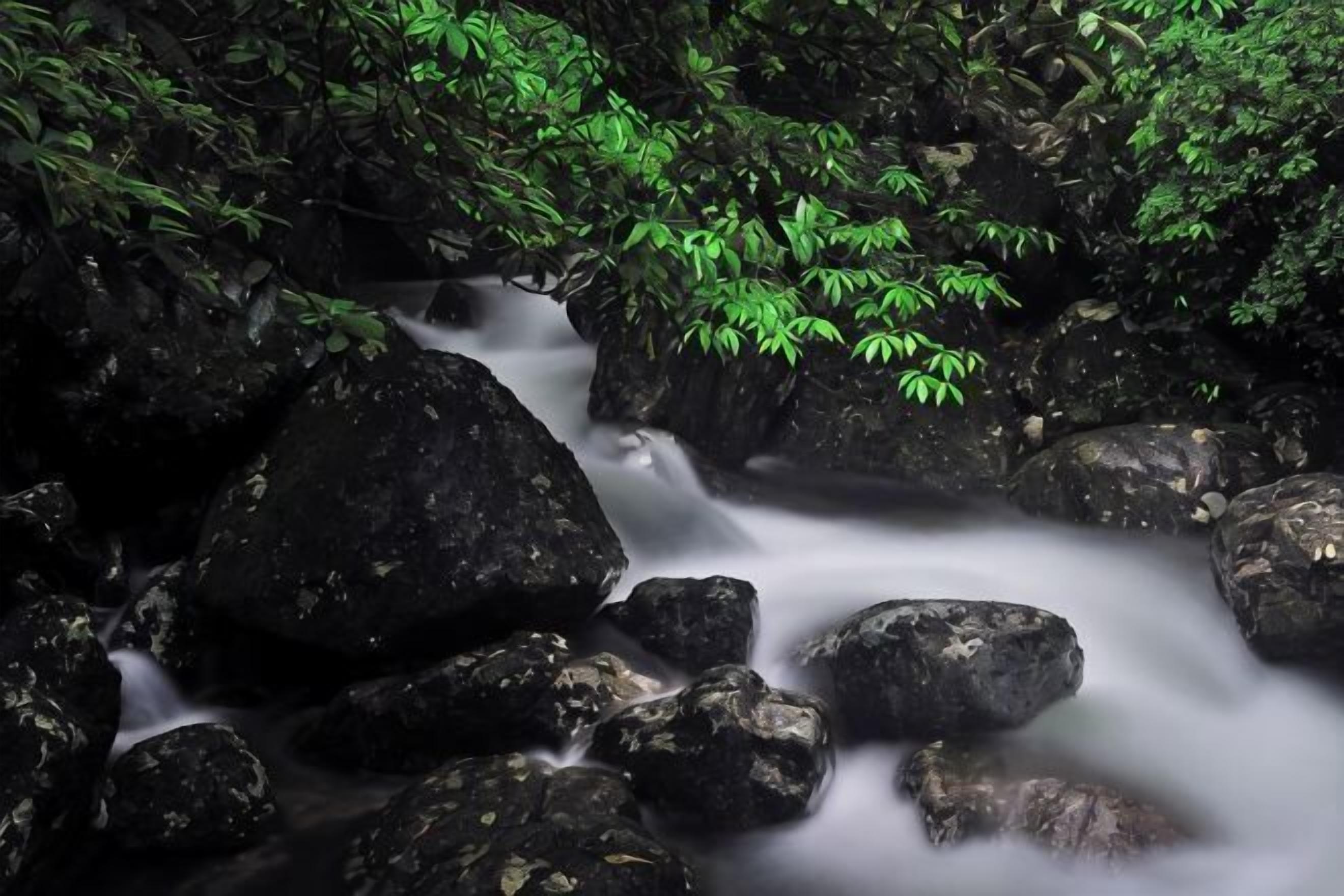 A stream flowing over rocks in a forested area.