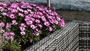 Ein Dachgarten mit rosa Blumen, einem Metallpfosten und Blick auf eine Skyline mit modernen Gebäuden.