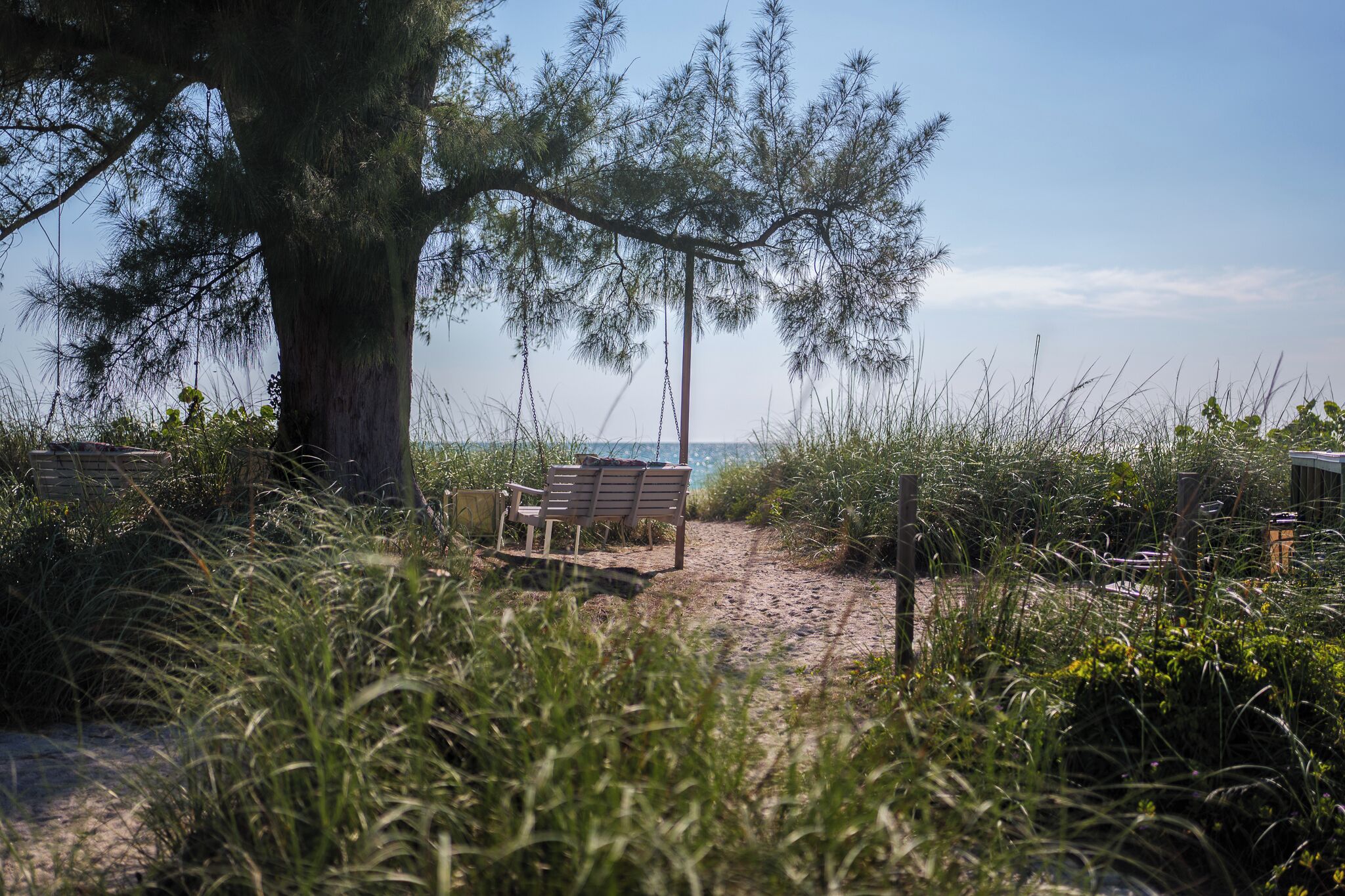 A beach path with a bench and a wooden table, surrounded by tall grass and a large tree.