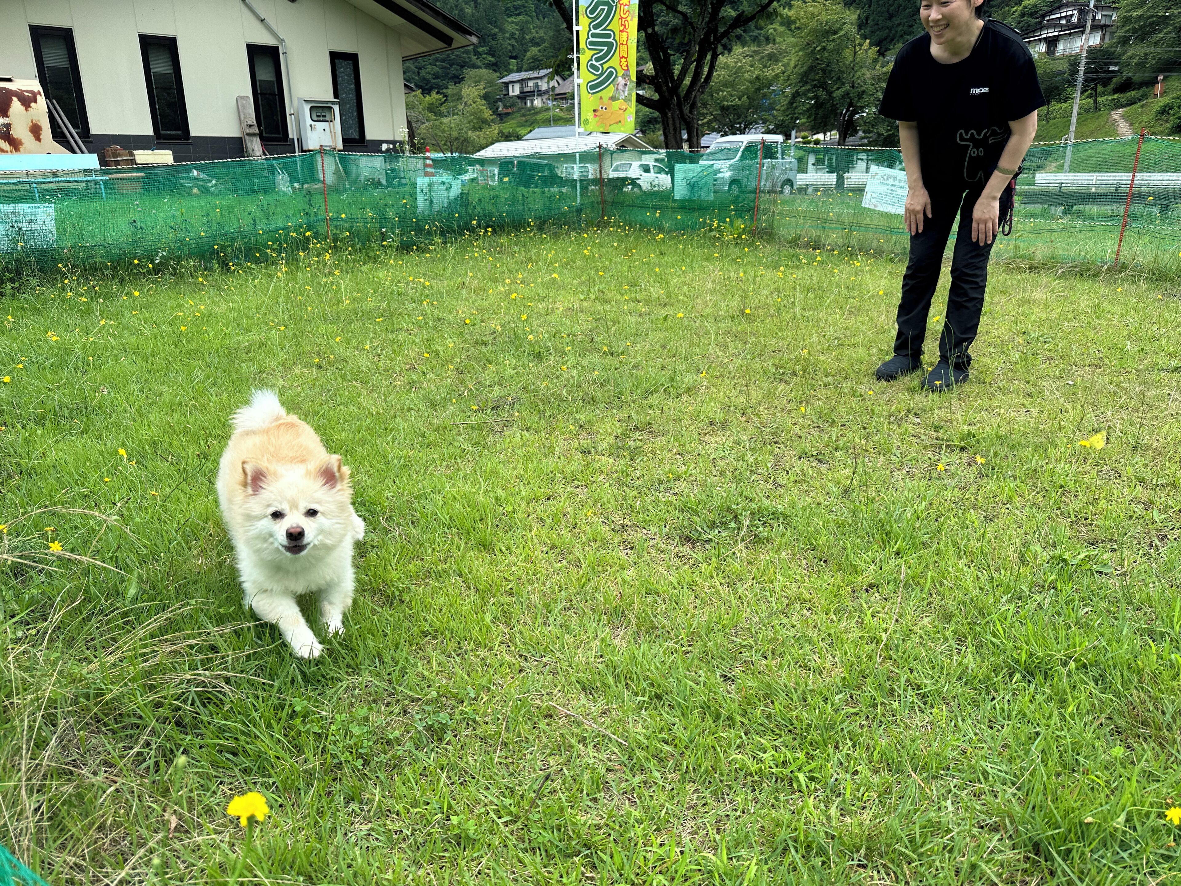 Ein grasbewachsenes Areal im Freien mit einem eingezäunten Bereich, einem Gebäude mit Fenstern und einer Person im Hintergrund.