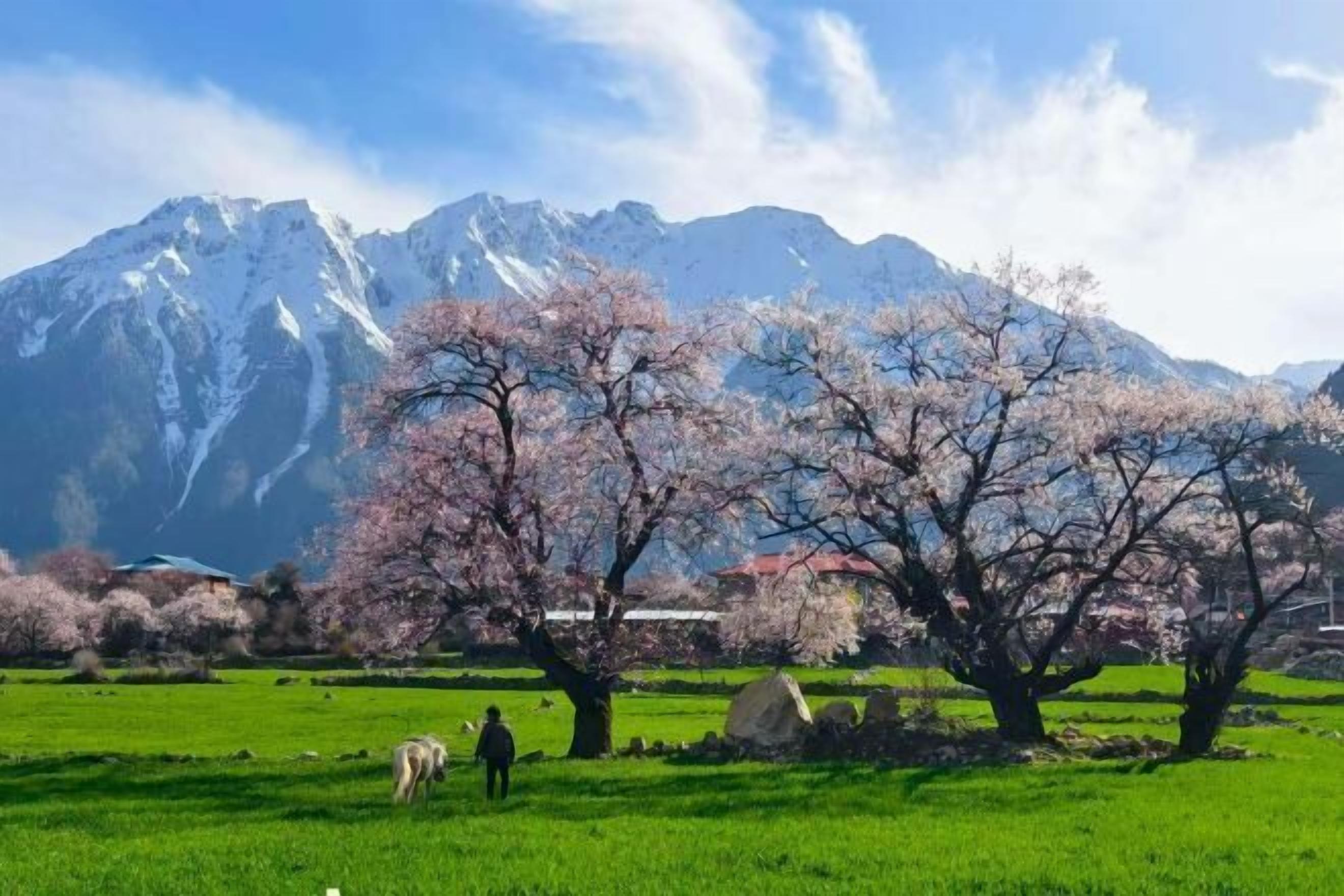 A mountainous landscape with snow-capped peaks, cherry blossom trees, and a grassy field with a person walking.