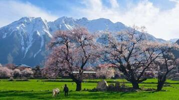 A mountainous landscape with snow-capped peaks, cherry blossom trees, and a grassy field with a person walking.