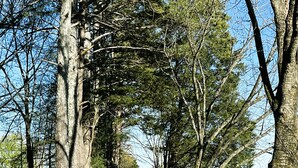 A dirt path flanked by trees and a fence, leading to a gate. - SC Farmstead Cottage with modern amenities, farm views, and equine visitors (Belton)