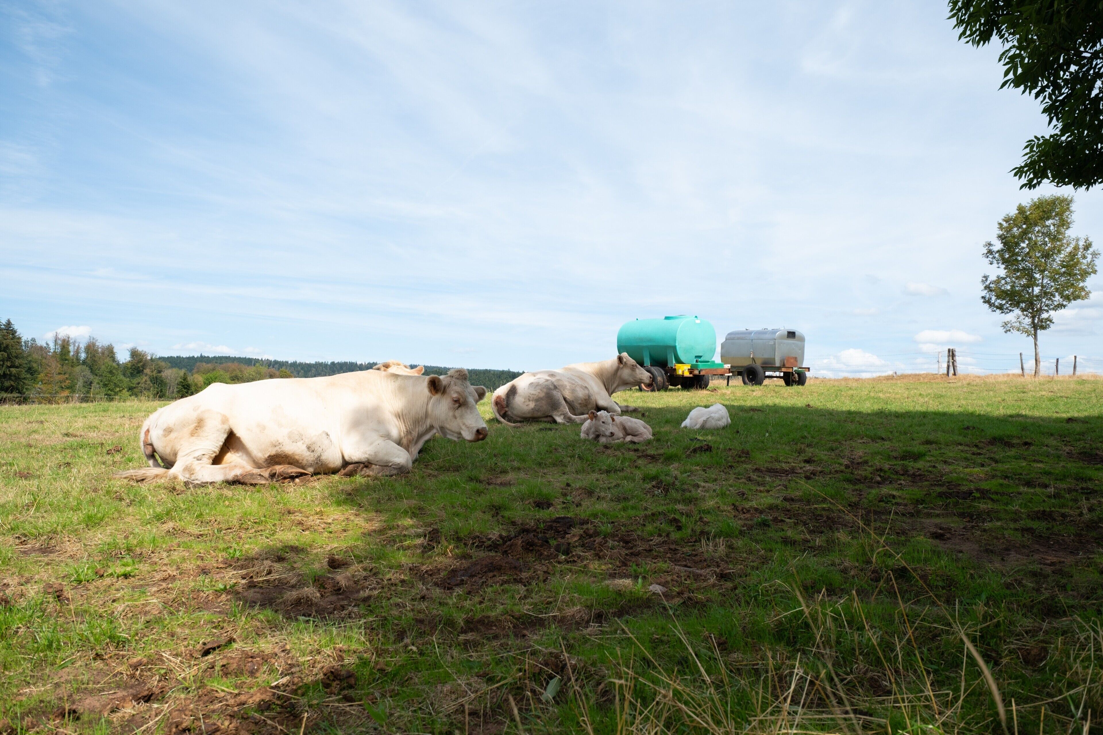 Un campo cubierto de hierba con vacas acostadas y un camión cisterna verde estacionado al fondo.