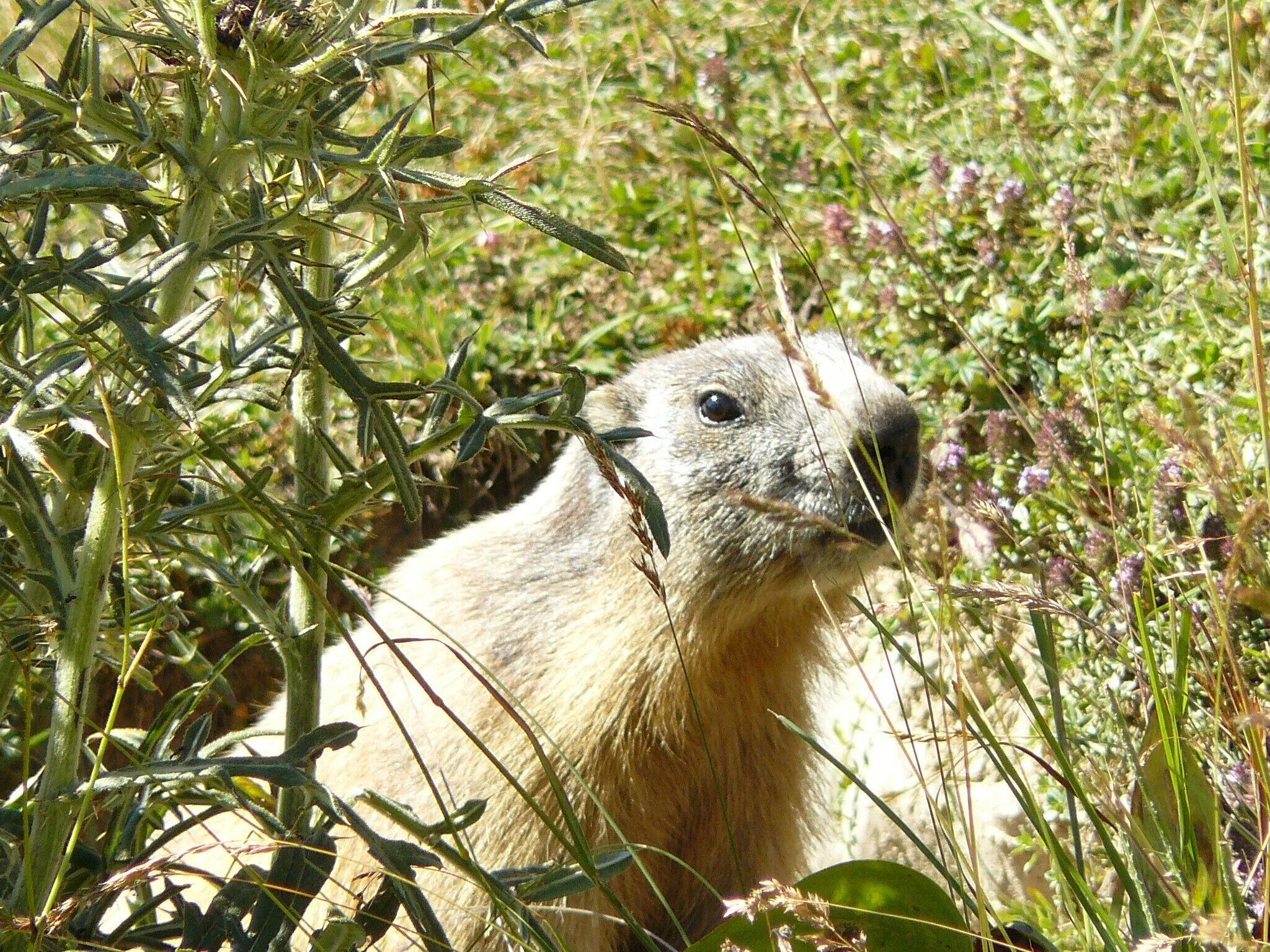 Un chien de prairie dans son environnement naturel, au milieu d’une végétation verdoyante.