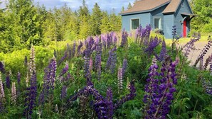 A house surrounded by purple flowers and green trees. - Wonderland Home | 2BR retreat, mins to Acadia NP (Tremont)