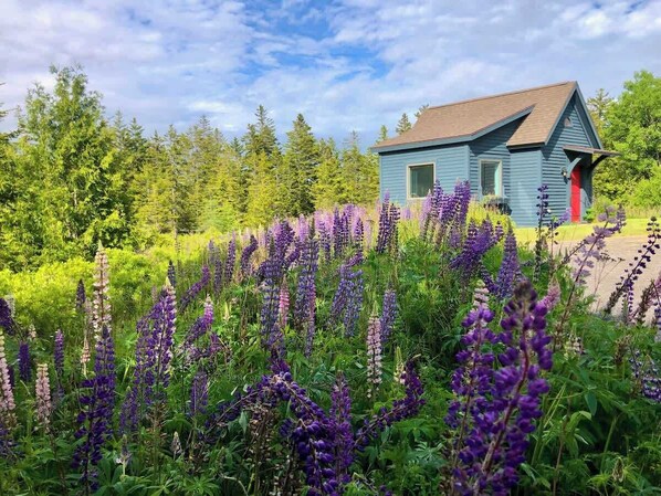 Une maison entourée de fleurs violettes et d’arbres verts.