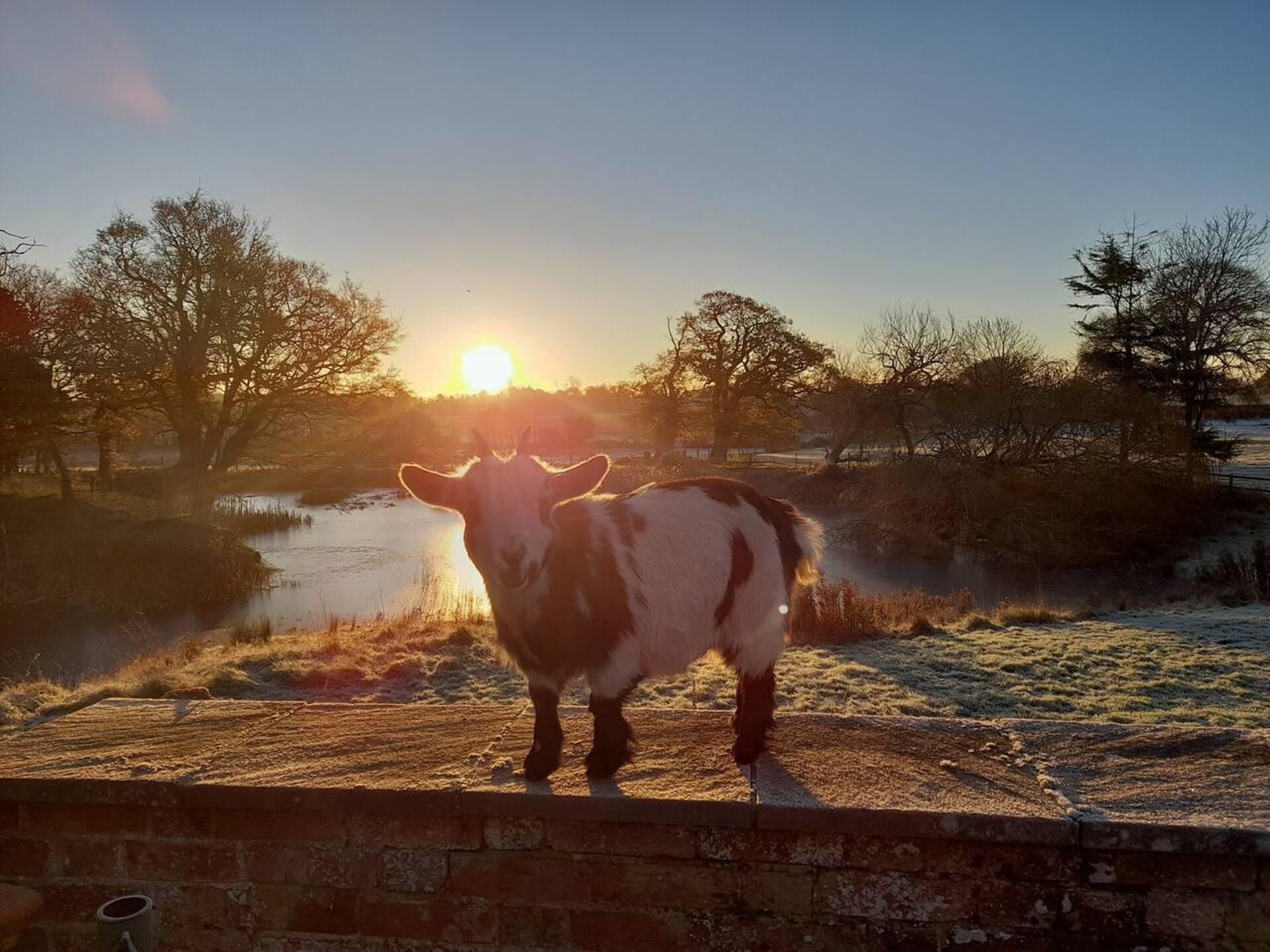 A cow standing by a brick wall with a sunset in the background.