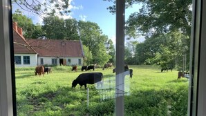 A rural landscape with cows grazing in a field, a white house with a red roof, and trees in the background.