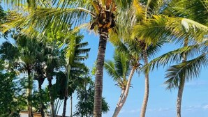 Tropische Szenerie mit Palmen, blauem Himmel und Blick auf den Ozean.