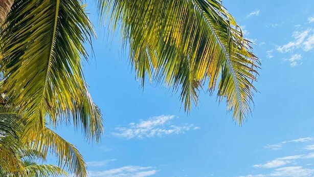 Ein Strand mit Palmen, sandigem Ufer und Booten im Wasser.