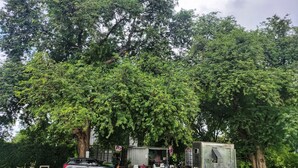 Un entorno rústico al aire libre con un coche, un remolque pequeño y algunas sillas bajo un árbol grande.