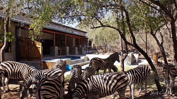 Zebras in a naturalistic enclosure with a building that has a pool and a covered patio area.