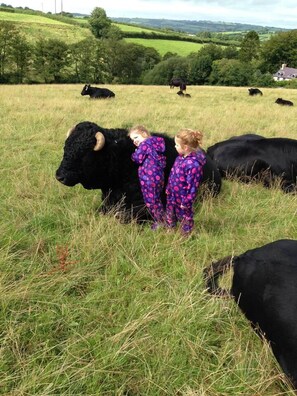 A field with cows and two people in patterned clothing. - The Mill House at Cwmiar Farm - Relaxing Holidays (Llanybydder)