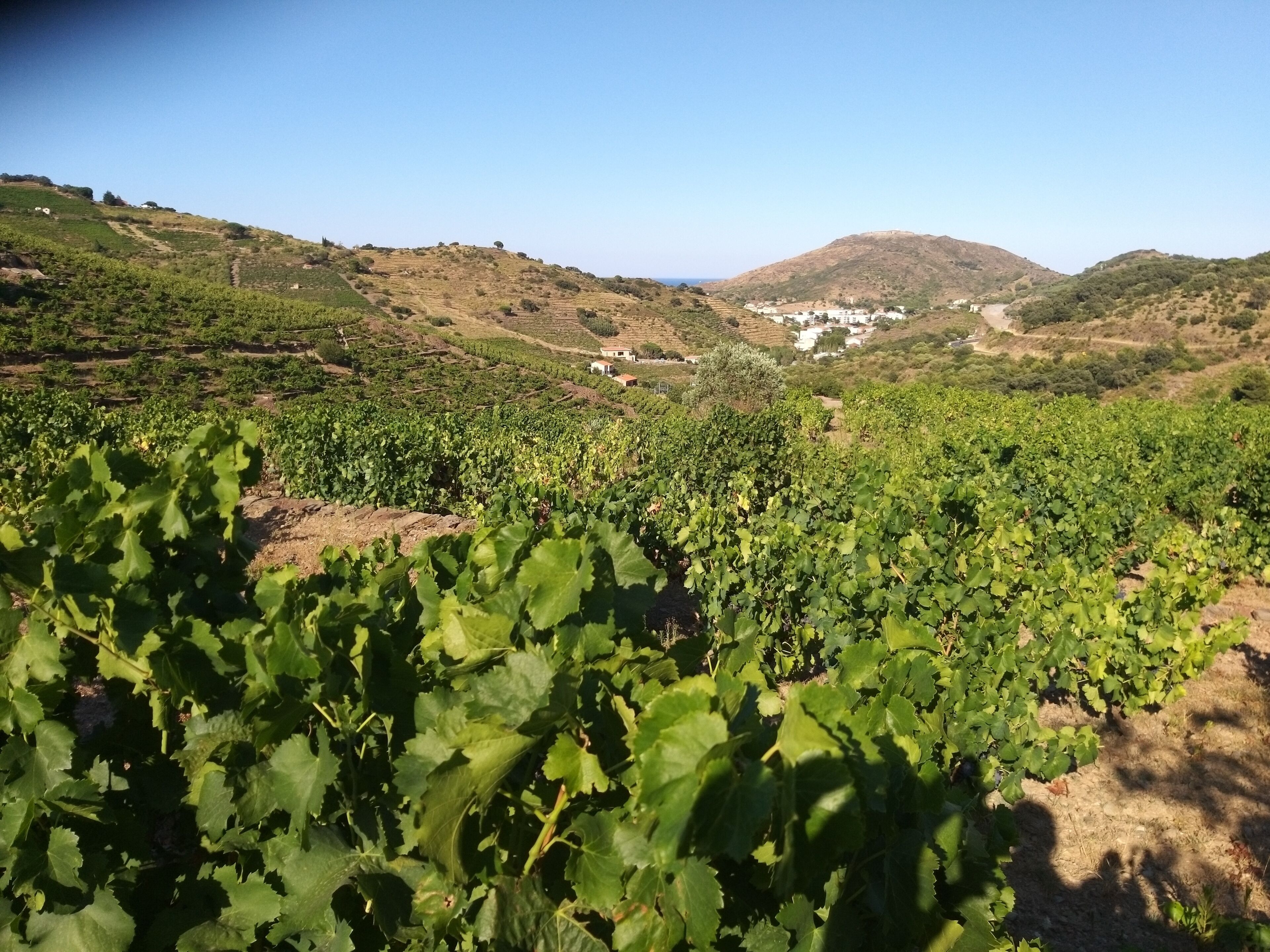 Un vignoble où s’étendent sur des collines douces de nombreux rangs de vignes.