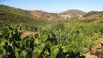 Un vignoble où s’étendent sur des collines douces de nombreux rangs de vignes.