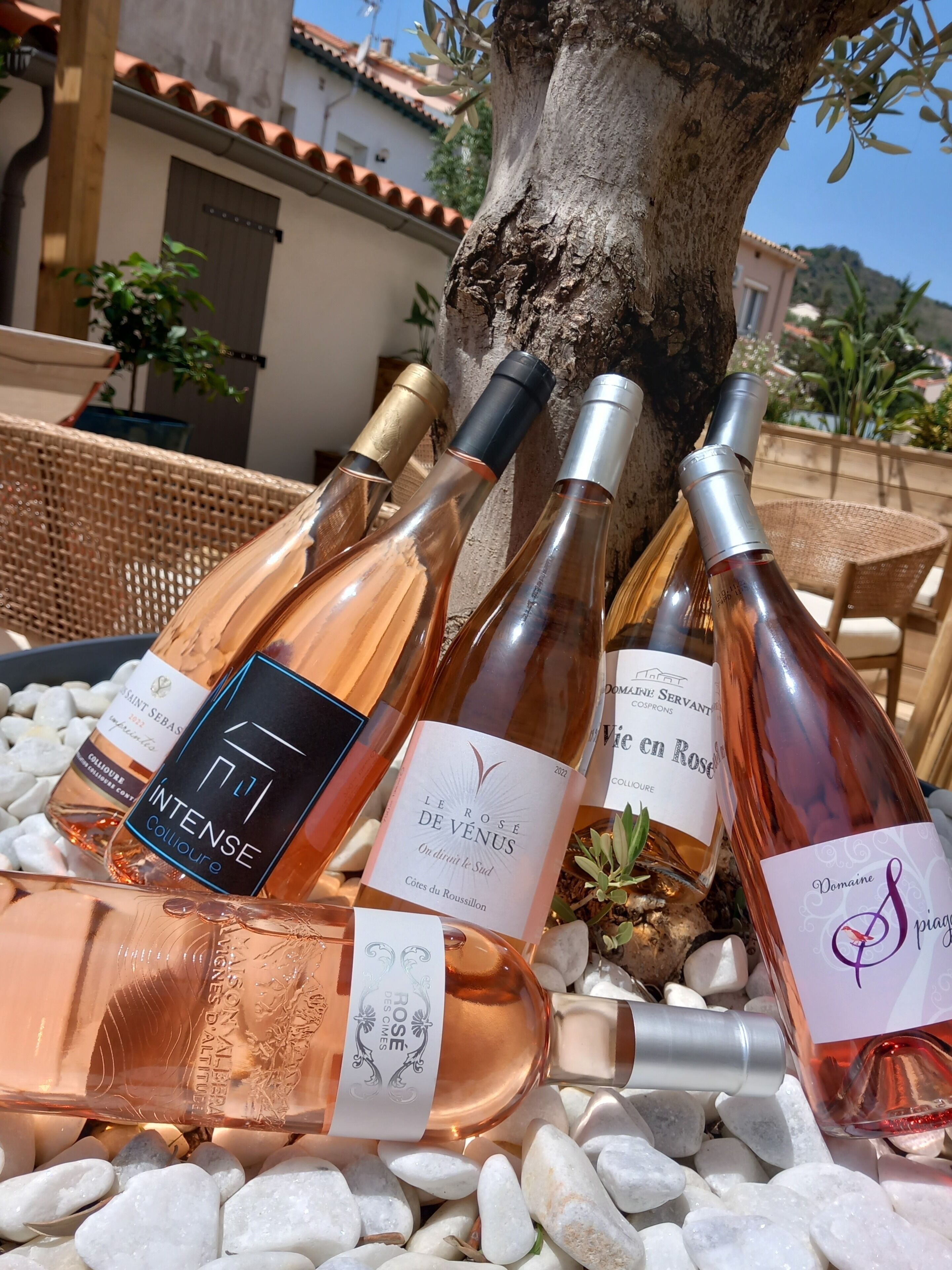 Une collection de bouteilles de vin, étiquetées, disposées sur un lit de pierres blanches, avec un arbre et un bâtiment en arrière-plan.
