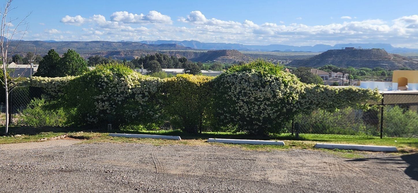 A gravel parking area with a hedge of white flowers and a view of distant hills and buildings.