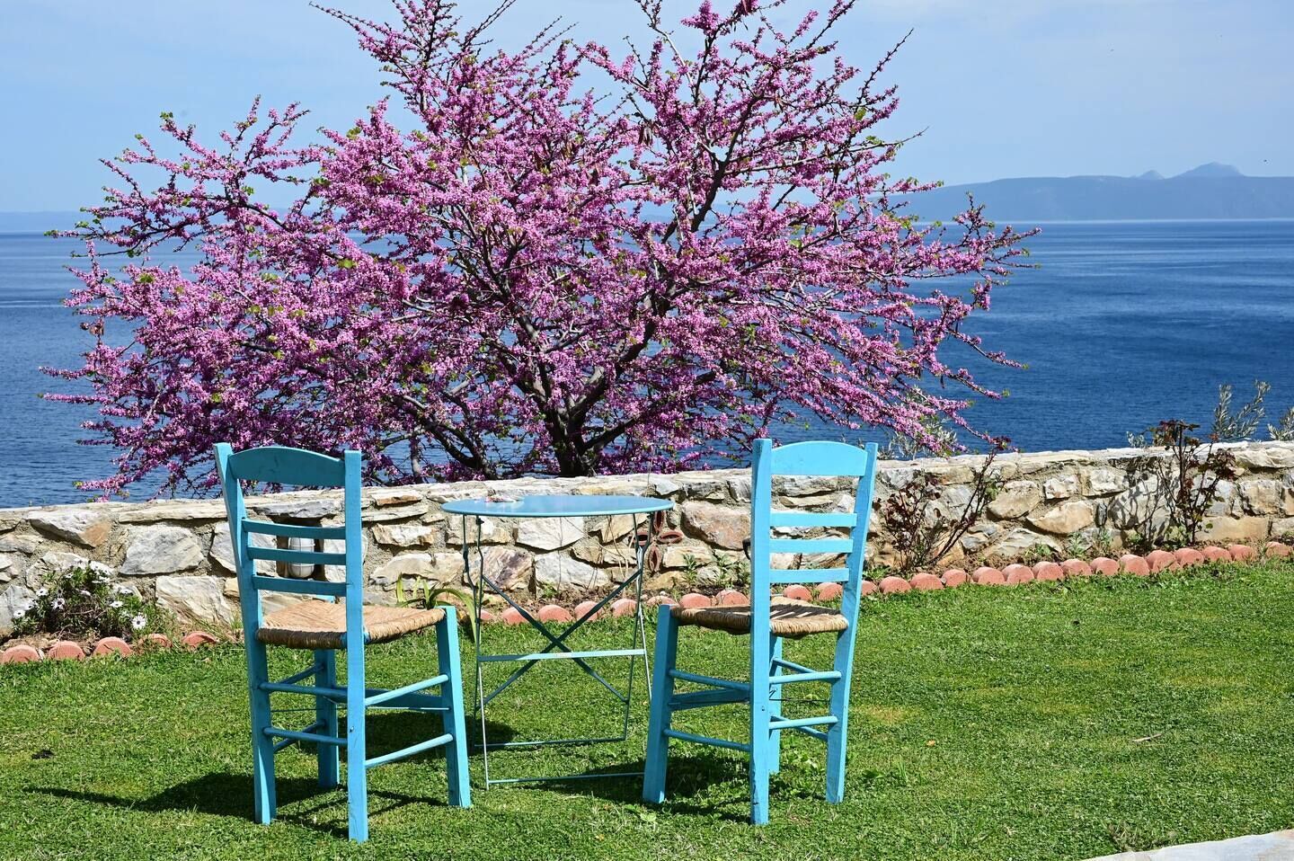 Un tavolo e due sedie in giardino, con un muro in pietra e un albero con fiori rosa.
