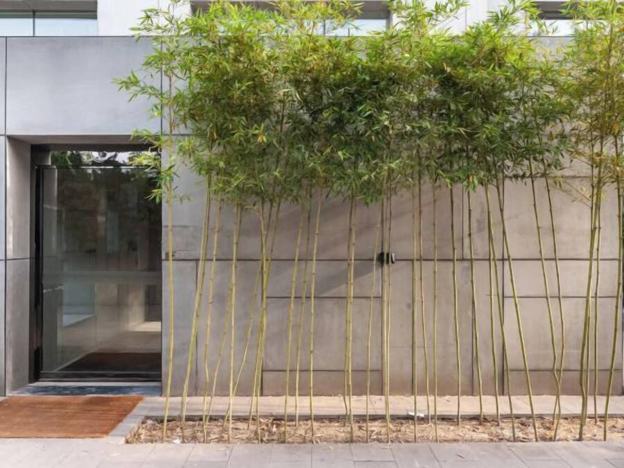 Entrada de um edifício moderno com porta de vidro, parede de concreto e uma fileira de bambus.