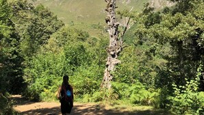 Una persona passeggia con un cane su un sentiero sterrato, circondata da una vegetazione rigogliosa e montagne sullo sfondo.