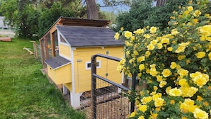 Un poulailler jaune, doté d’un toit incliné et de parois en treillis métallique, entouré d’une cour verdoyante et d’un arbuste aux fleurs jaunes.