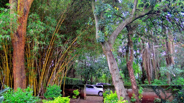 Une voiture est garée dans une zone boisée luxuriante et verdoyante, où les arbres sont hauts et le feuillage dense.
