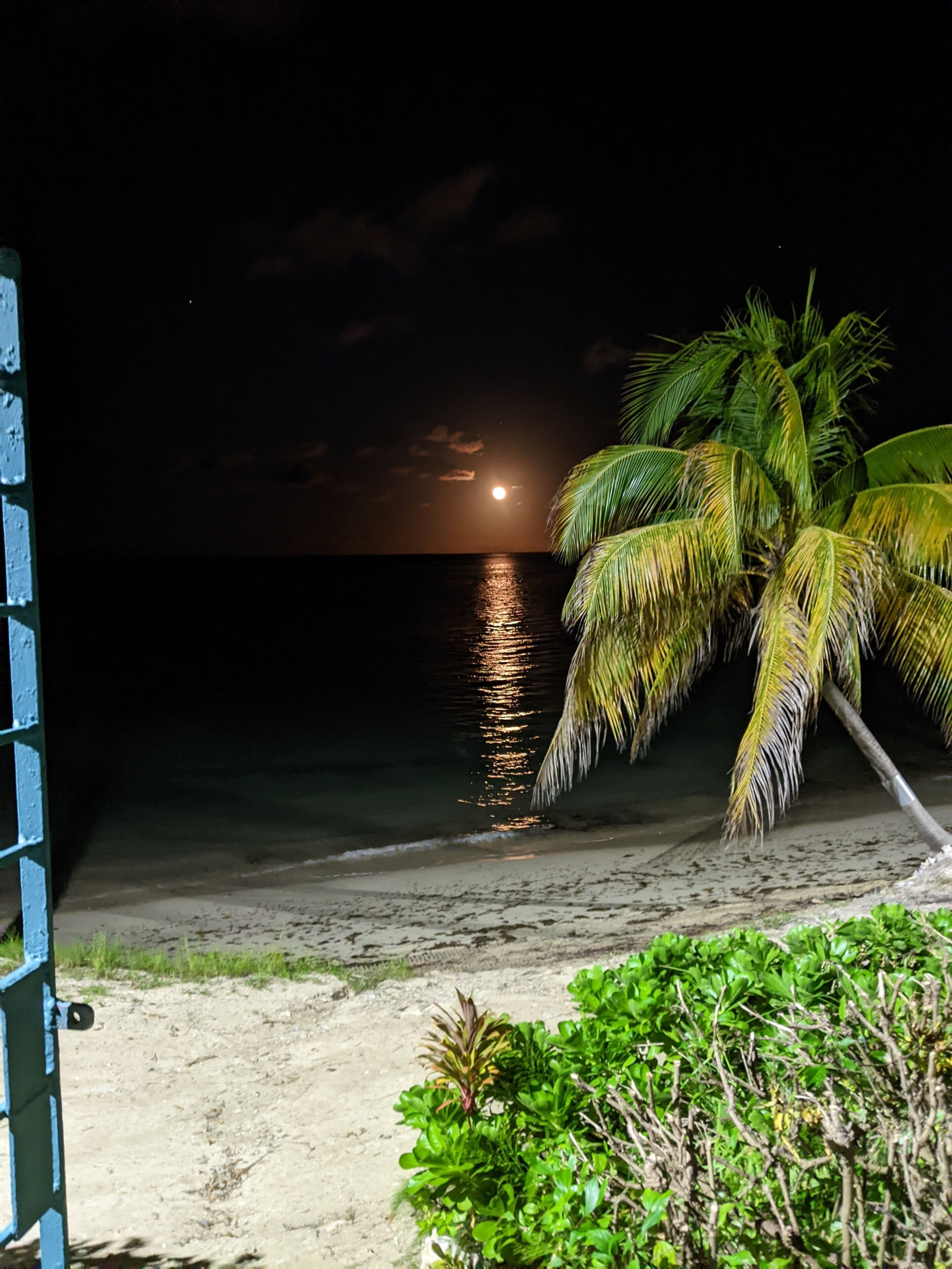 A beach at night with a palm tree and a moon in the sky.
