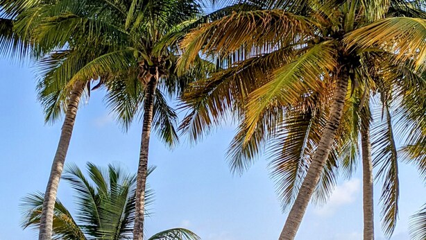A beach with palm trees and a sign indicating it is for residents only. - Walk out to Sugar beach (Christiansted)