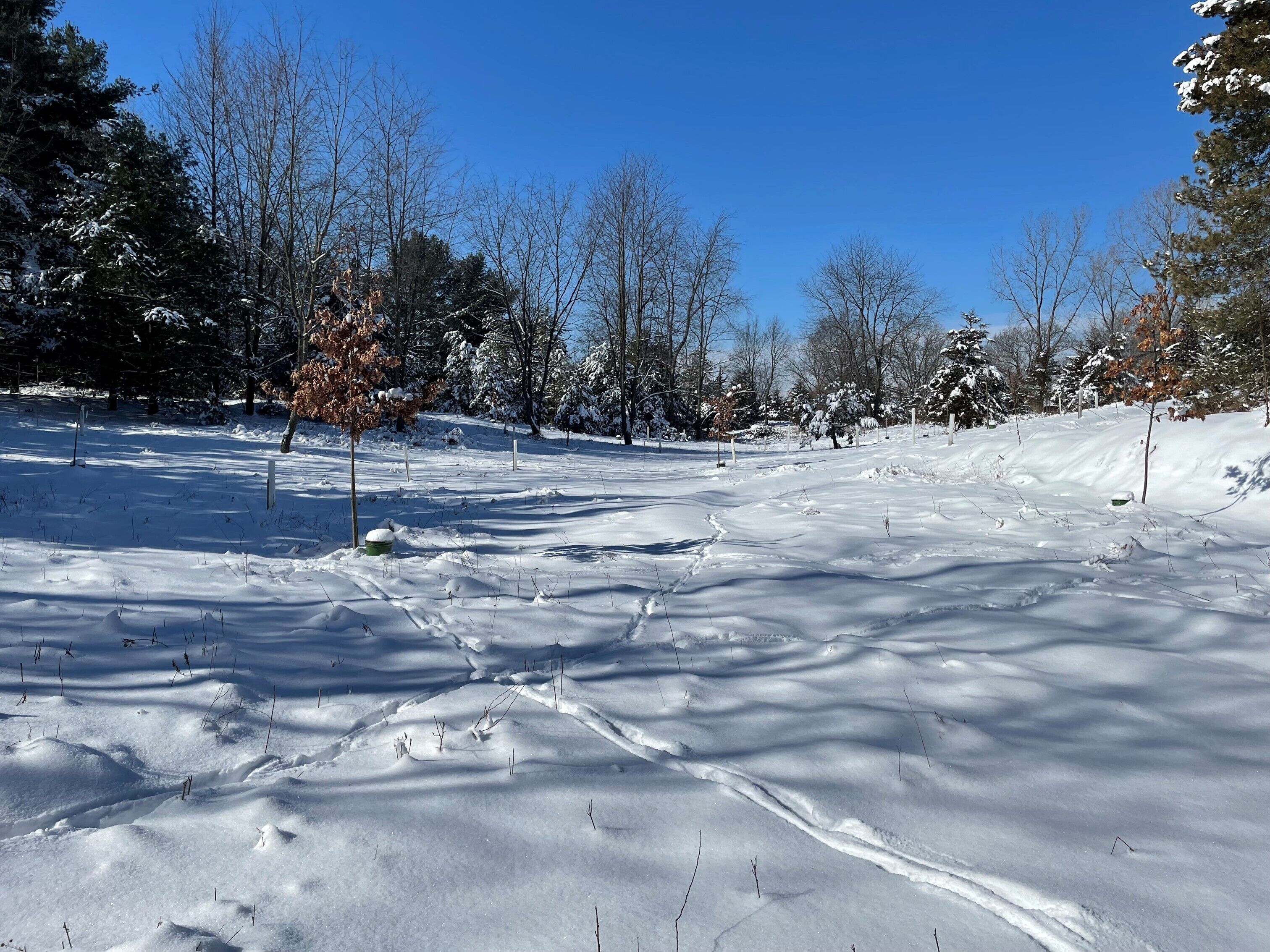 A snowy landscape with trees and a clear blue sky.