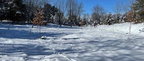 A snowy landscape with trees and a clear blue sky.