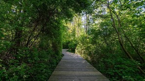 A wooden boardwalk through a dense forest.