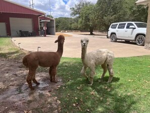 Property grounds - Countryside 1 bedroom cabin with exotic animals. (Wills Point)