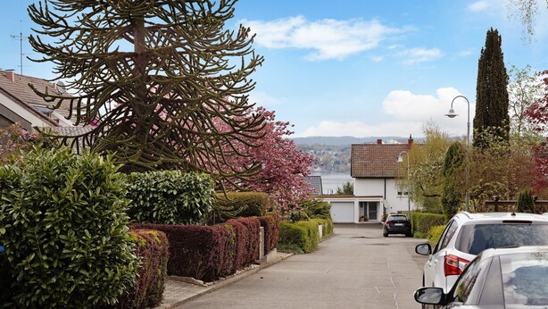 Una calle residencial con autos estacionados, setos bien recortados y un árbol grande con flores rosadas.