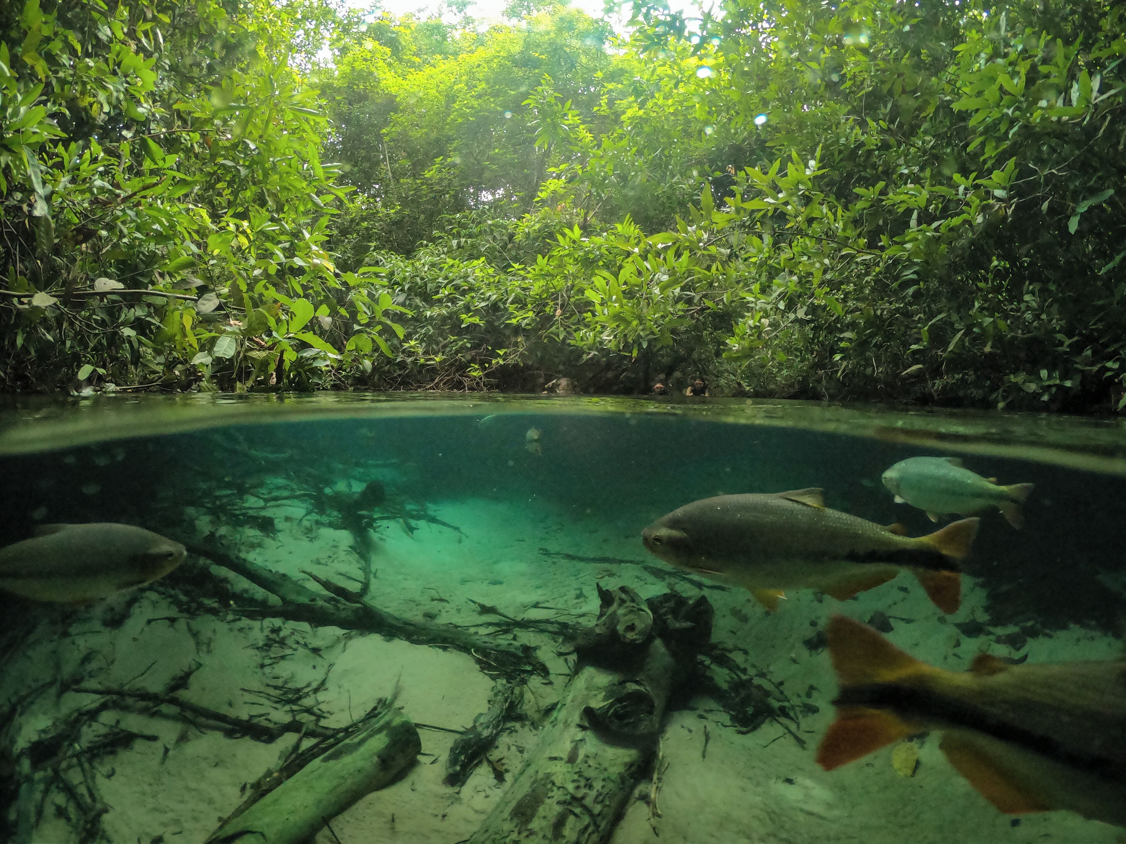 Une vue sous-marine d’une piscine aux eaux cristallines, entourée d’une végétation luxuriante.
