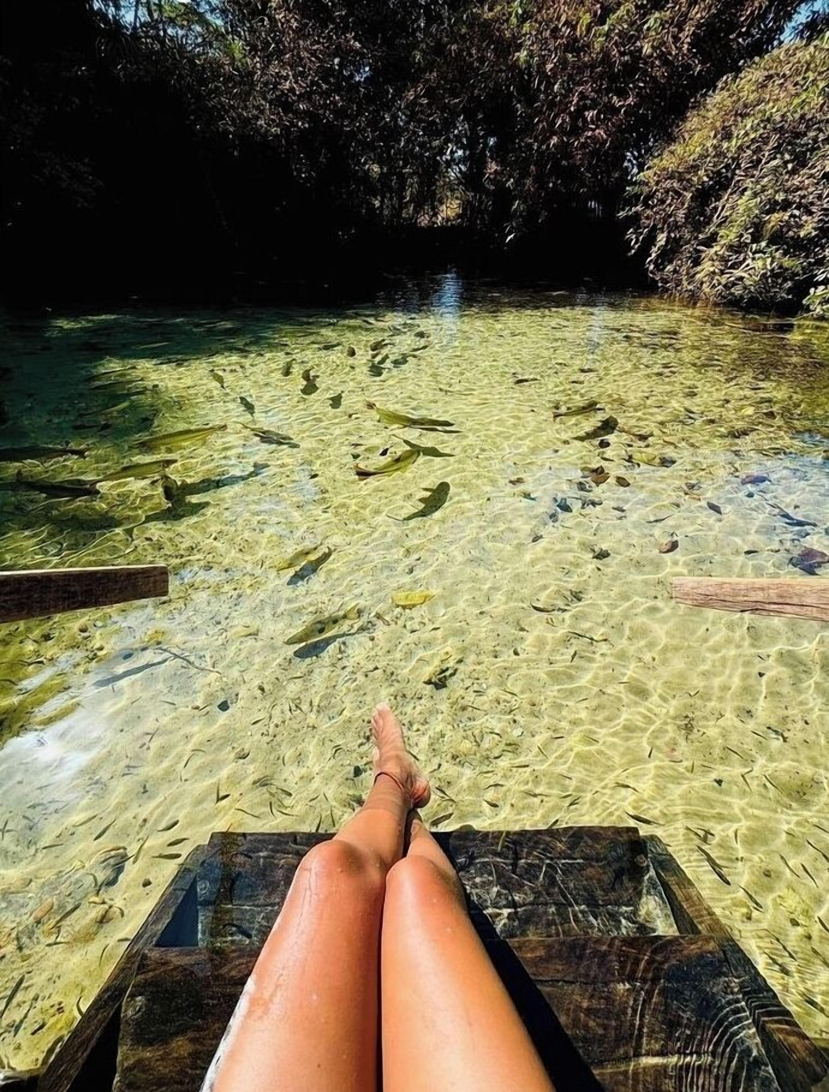 A clear view of a river with visible fish and a wooden dock.