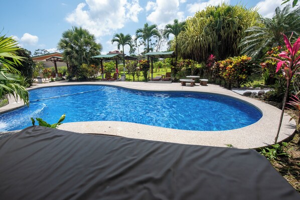 Une piscine à bord incurvé, entourée d’une végétation luxuriante et de palmiers.