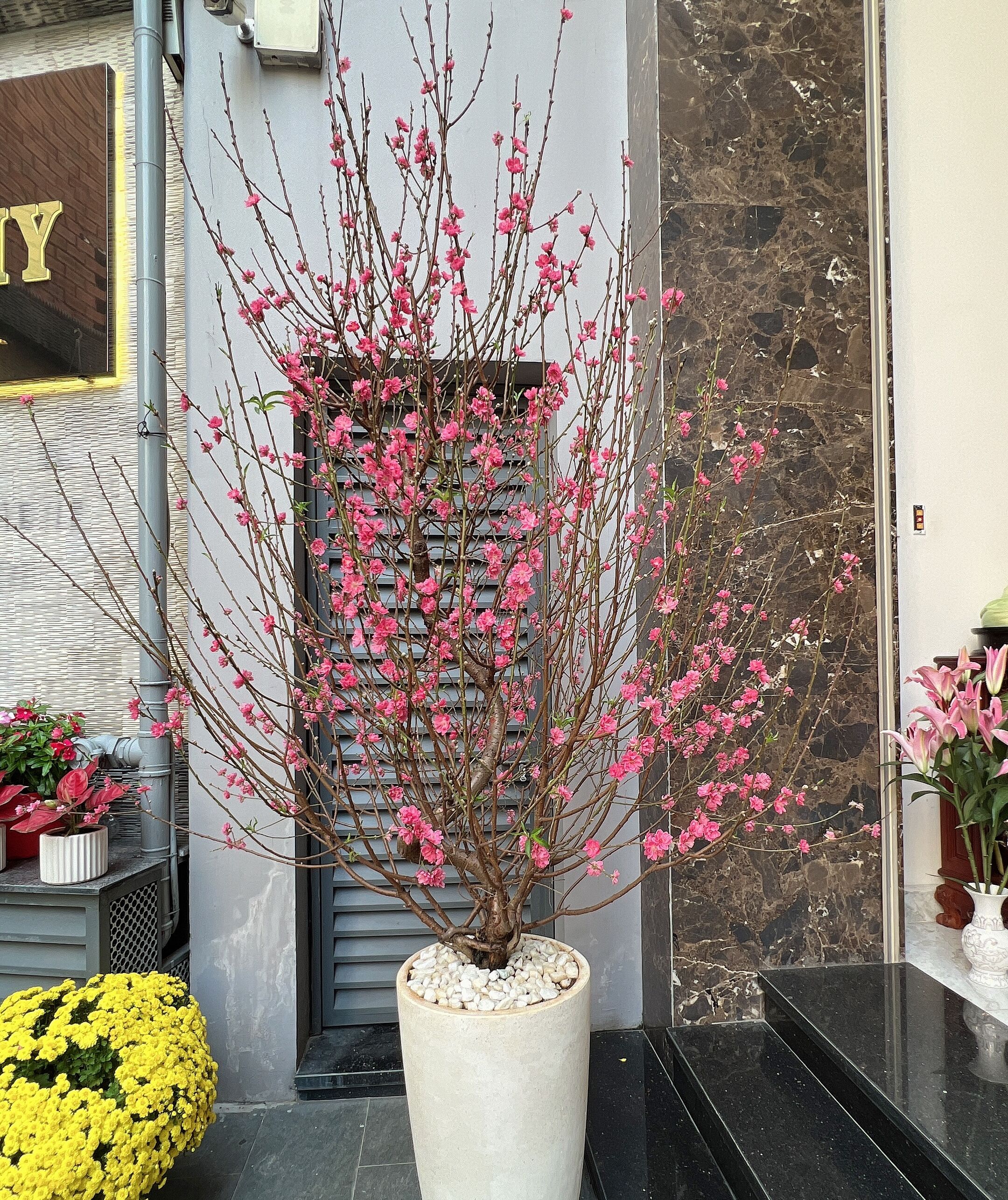 A potted flowering tree with pink blossoms in front of a building with a marble facade.