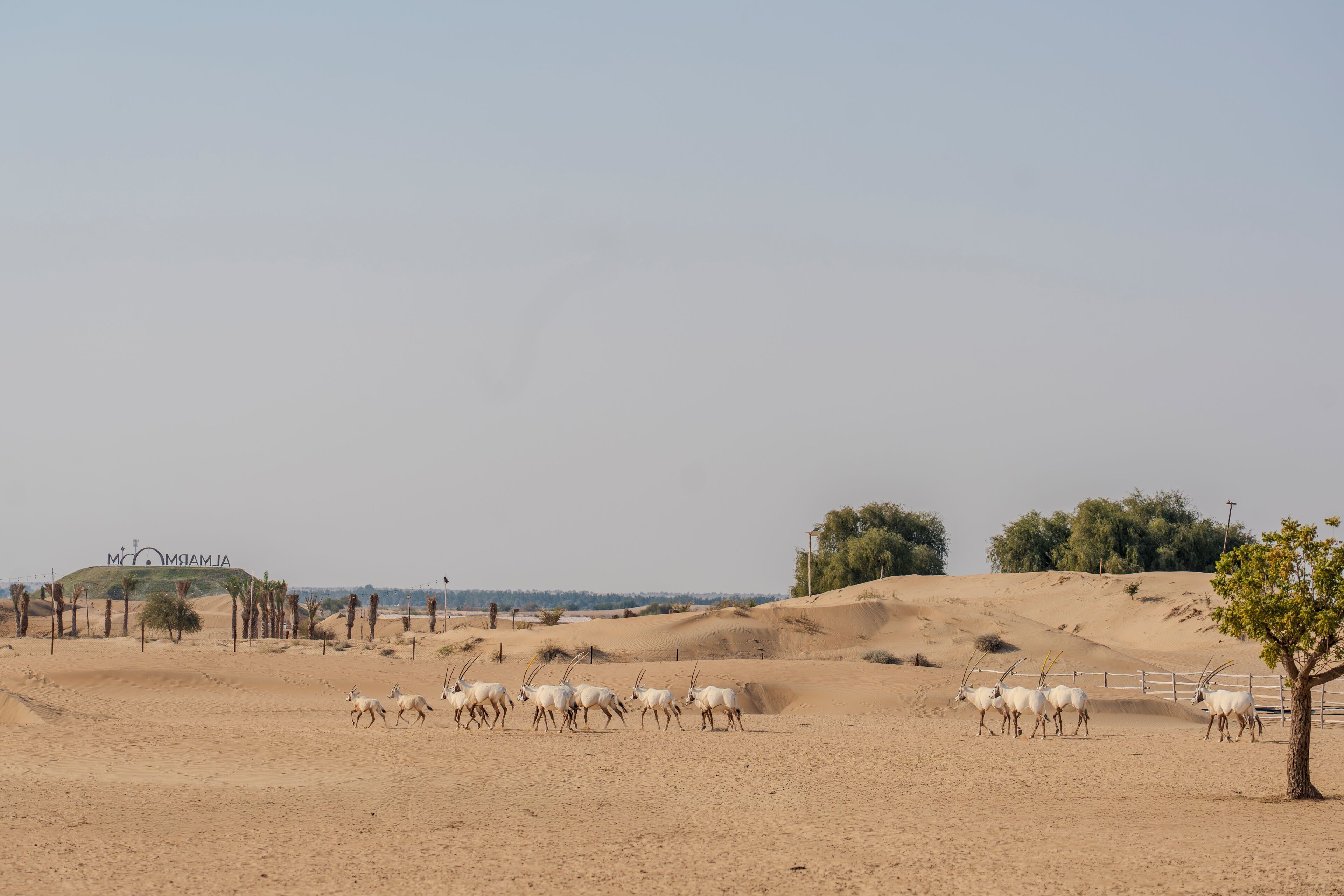 Photo - Al Marmoom Oasis Luxury Experiential Desert Domes