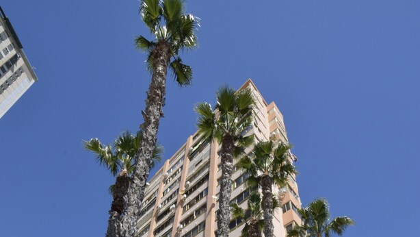 A high-rise building with multiple floors, surrounded by palm trees and well-maintained hedges. - MARISCAL 6 (1 BEDROOM) (Benidorm)
